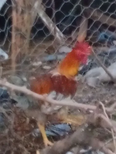 Galinha GSB sertanejo fk