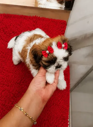 Shitzu fêmea linda micro vacinada divido cartão tratar particular entrego
