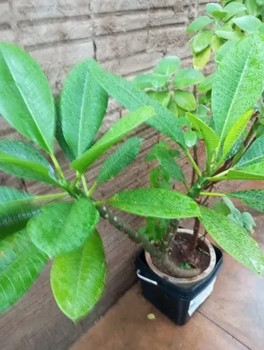Vendo tudo pôr 30.00 1 M de rosa boldo