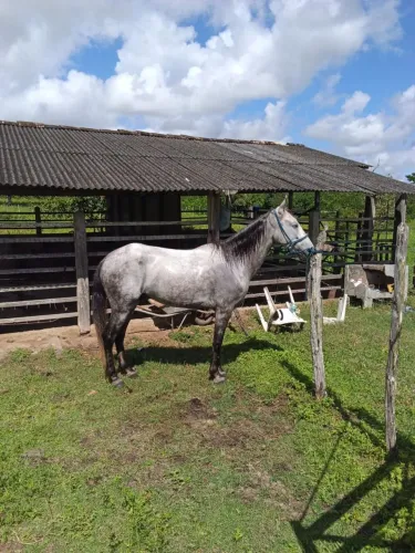 Cavalo manga larga