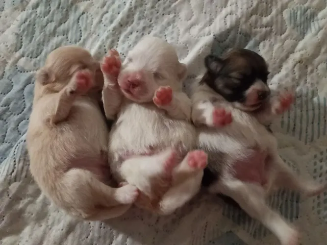 Vendo lulu pomerana femia