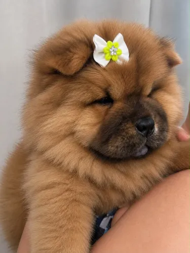 Filhote de Chow Chow Padrão Americano 