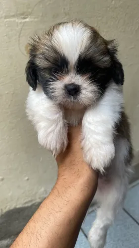 Filhote de shih tzu macho  