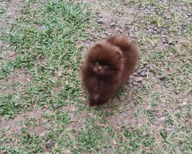 Spitz alemão anão chocolate