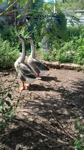 Vendo casal de gansos e um casal de marreco
