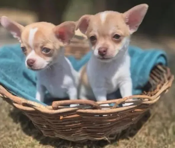 Chihuahua porte compacto 