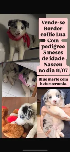 Border collie femea 3 meses e meio