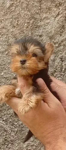 Filhotes ativos de Pinscher e Yorkshire