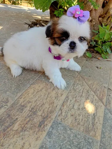 Shih Tzu filhotes lindos e bem cuidados
