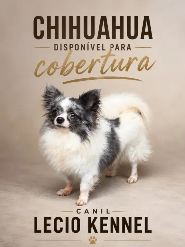 Macho de chihuahua disponível para cruza