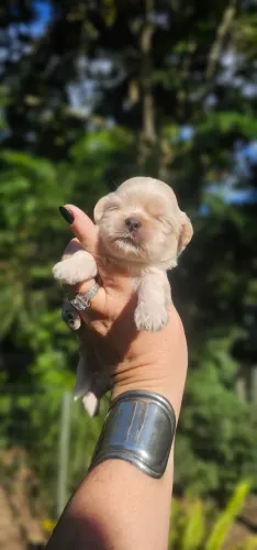 Shih-tzu Macho incrível 