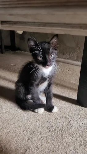 Filhotes para adoção responsável! Macho e fêmea 