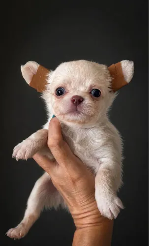 Chihuahua com 55 dias vacinada e vermifugada