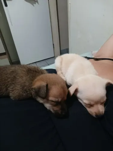 Cachorros