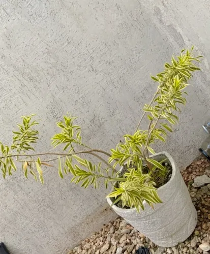 Vaso de barro com planta vendo barato vira uma arvorezinha