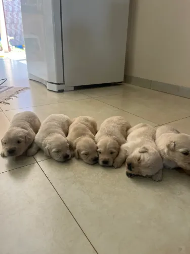 Filhotes de Golden Retriever
