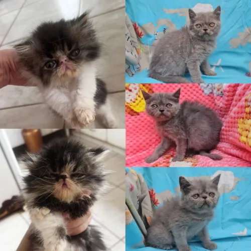 Persas, Exóticos e Himalaios Filhotes - Gatil BSB Cat