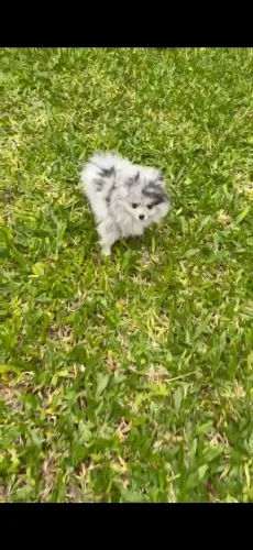 Spitz alemao anao merle