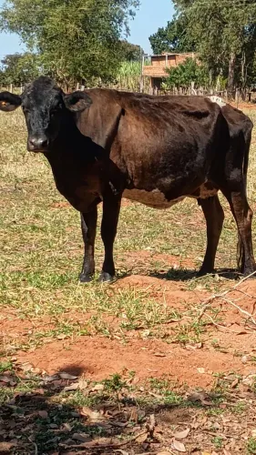 Vendo vaca de leite