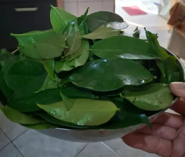 Vendo ´500g de ora-por-nóbis produto agroecológico