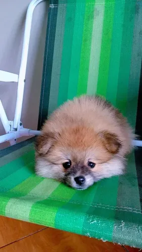 Spitz-alemão-anão