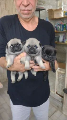 Filhote de Pug o filhote alegre que arranca sorrisos todos os dias