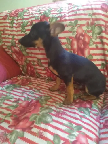 Vende-se um cachorro pinscher macho