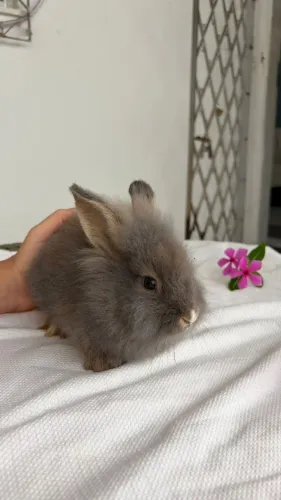COELHOS LINDOS APROVEITE UM AMIGO LINDO PET FOFO DÓCIL CRIANÇA AMA FILHOTE DE RAÇA 