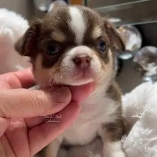 Chihuahua,Chihuahua Filhote Pronto Para Novo Lar