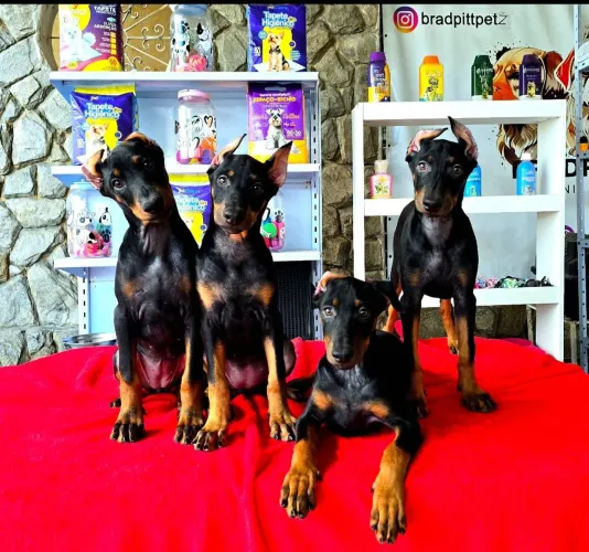 Filhotes FÊMEAS de Doberman de ALTO PADRÃO