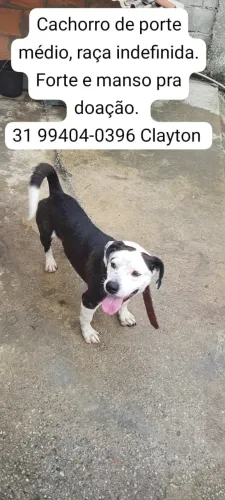 Cachorro para doação 