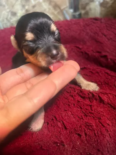 Yorkshire Terrier Fêmea
