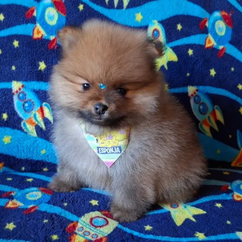 Cachorros e acessórios 