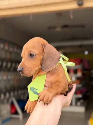 Dachshund macho