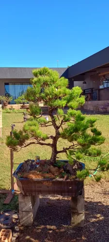 Bonsai, Pinheiro Negro, Kutomatsu 35 Anos
