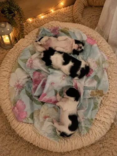 ? FILHOTES DE SHIH-TZU MACHOS À VENDA ?