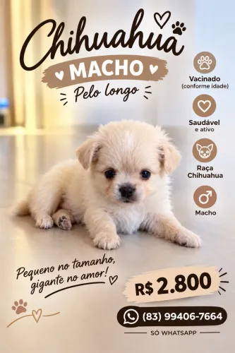 Chihuahua para venda