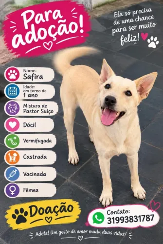 Cachorro para doacao