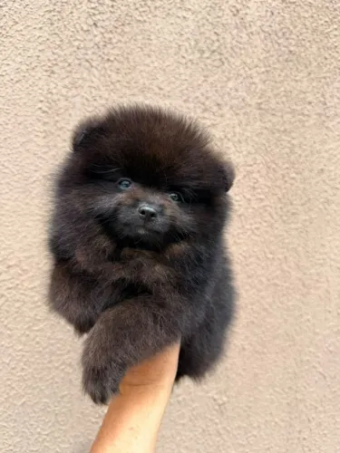 Lindo spitz macho..black