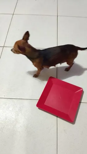 Vende -se cachorrinhos Pinscher