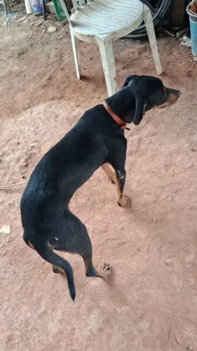 Cachorro para adoção