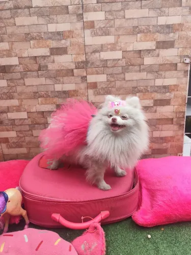 Menina lulu da Pomerânia com 9 meses