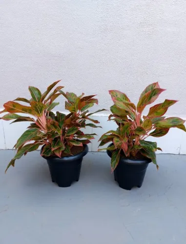 Aglaonema Creta - Unidade
