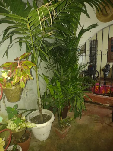 Plantas para decoração de jardim a partir de 10 reais