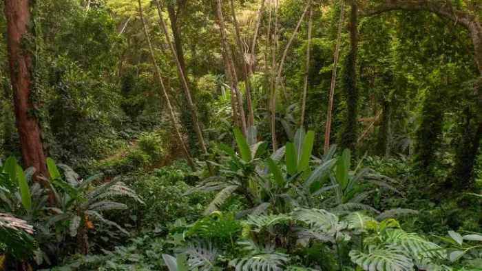 Terreno  com documento em sítio ( parcelo boleto )