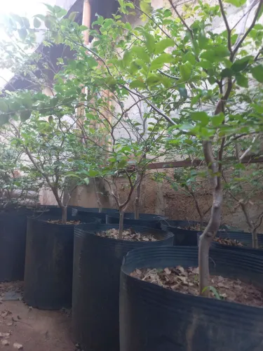 Mudas de jabuticabas sabará com 5 anos de 350.00 por 120.00 reais,tamanho médio 1mts