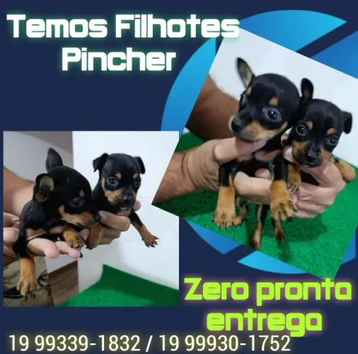 Pinscher Zero Miniatura - Ideal Para Apartamento