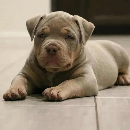Filhote Pitbull Lilac tricolor fofinho 