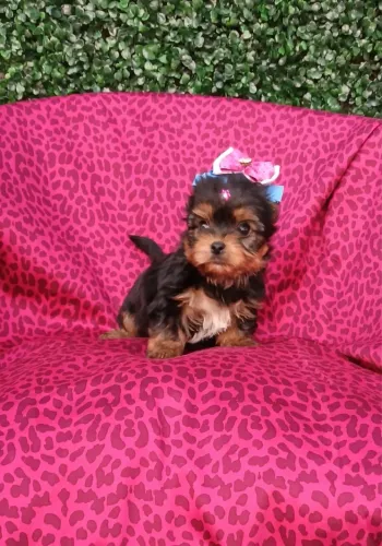 Yorkshire femea 68 dias vacinada 