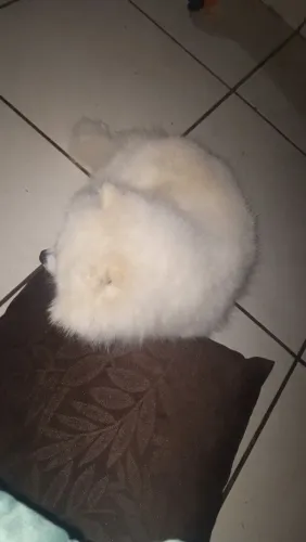 Vende se Lulu Splits Alemão e Micro Shitzu